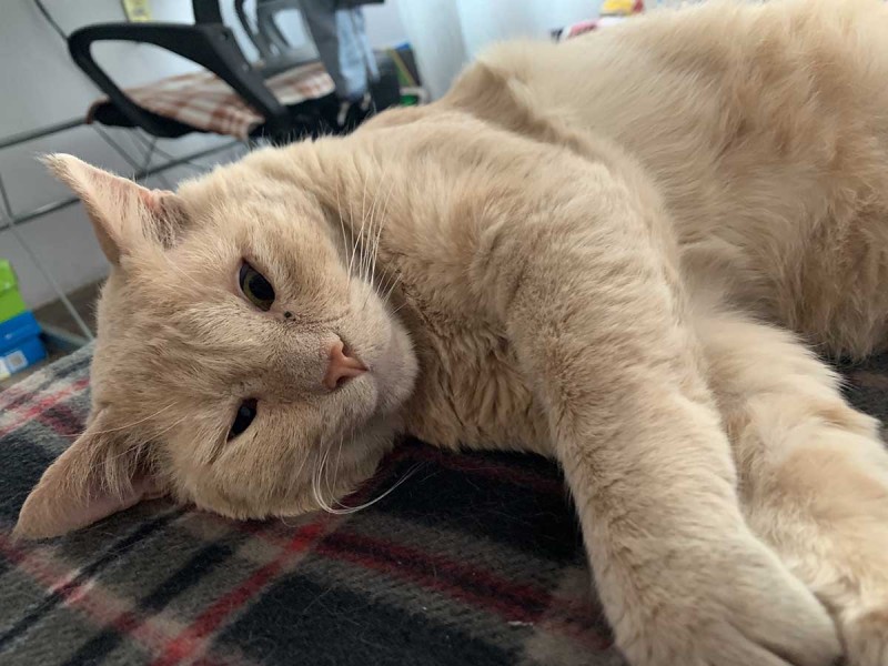 Arranca SSM campaña de vacunación antirrábica con énfasis en gatos